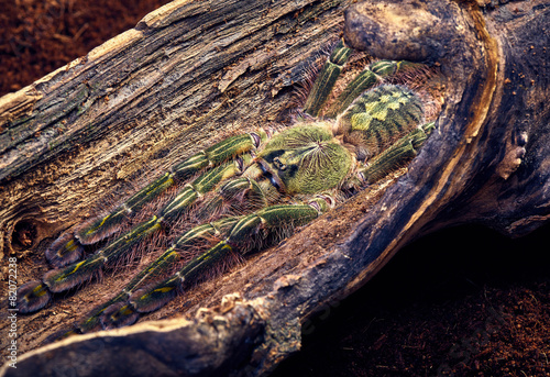 tarantula Poecilotheria rufilata photo