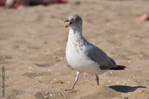 Seagull Walking on Sand in the Beach