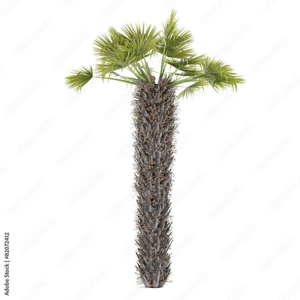 Palm tree isolated. Chamaerops Humilis Palm tree isolated. Chamaerops Humilis