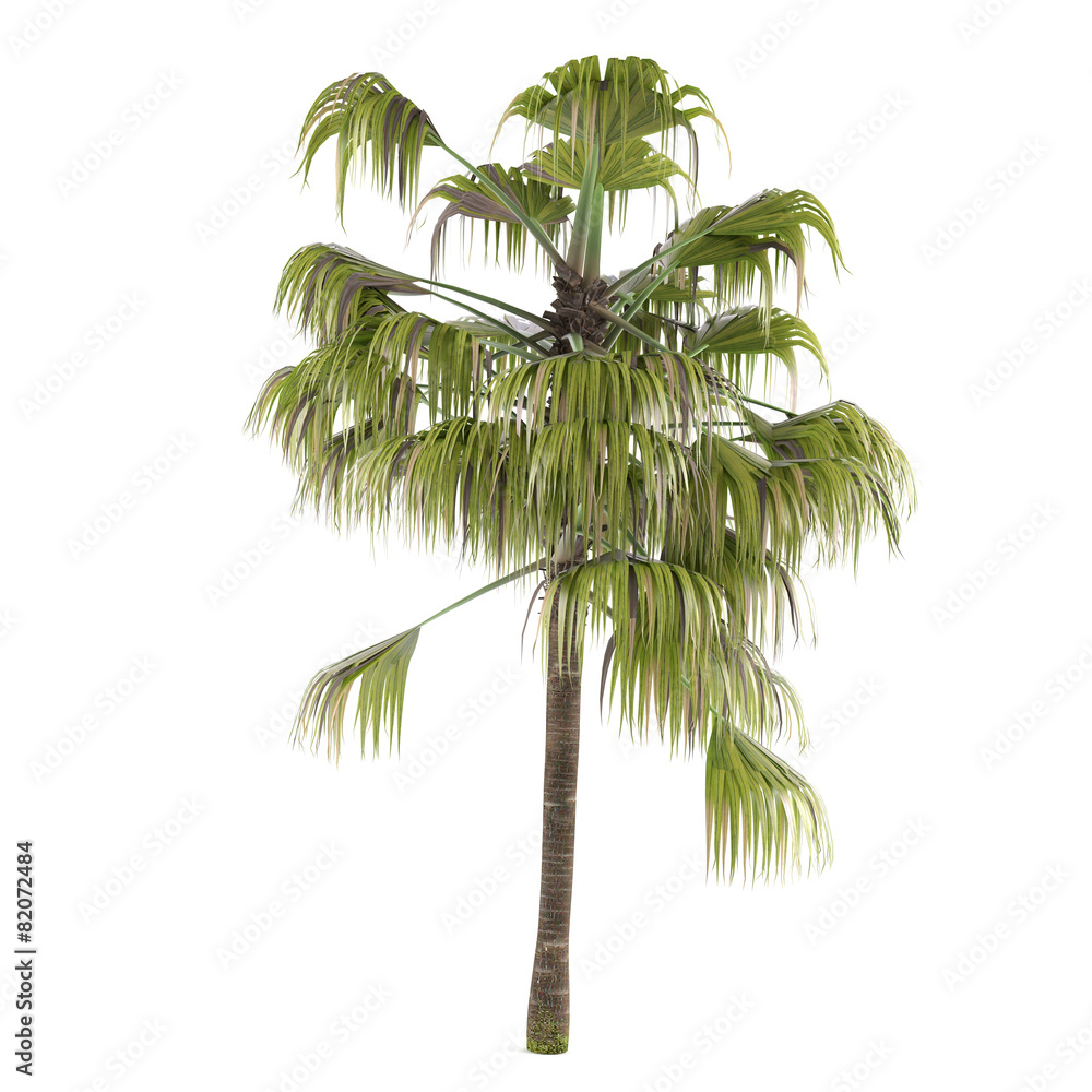 Obraz premium Palm tree isolated. Livistona