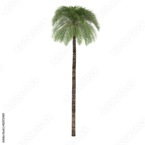 Palm tree isolated. Elaeis Guineensis © Flash concept