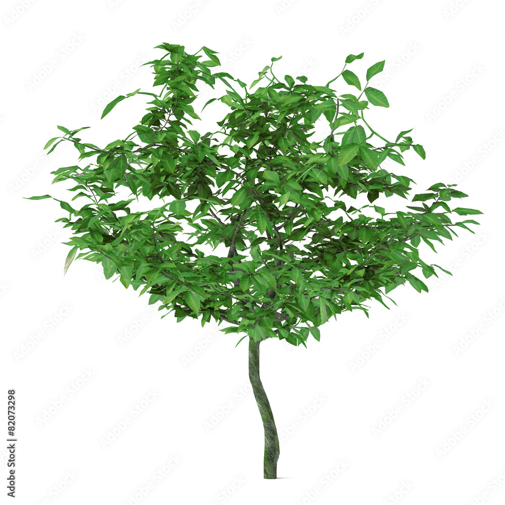 exotic young tree isolated.