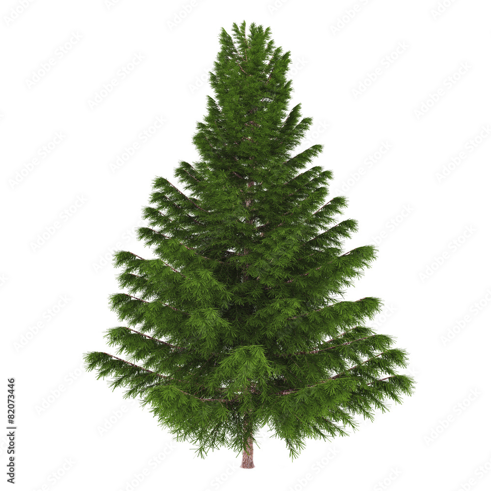 Tree pine isolated.