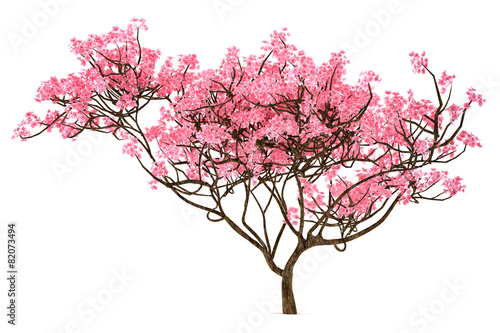 Vászonkép Sakura tree isolated