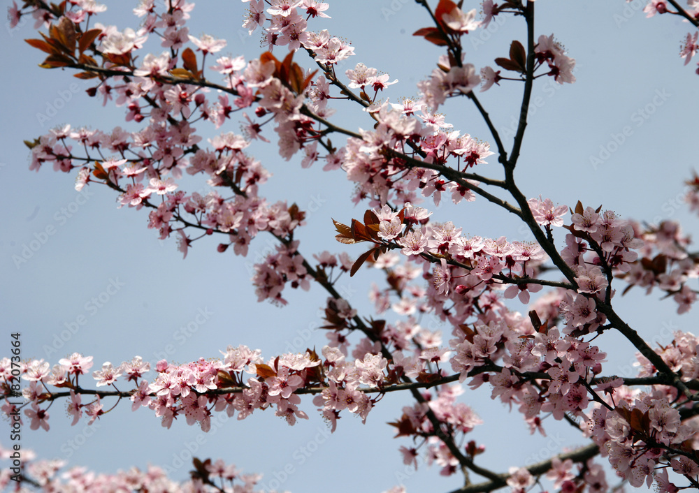 Pink colored cherry blossom branch in the garden against blue sk Pink colored cherry blossom branch in the garden against blue sk