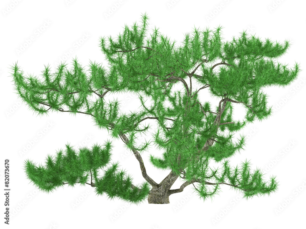 Obraz premium Exotic pine tree