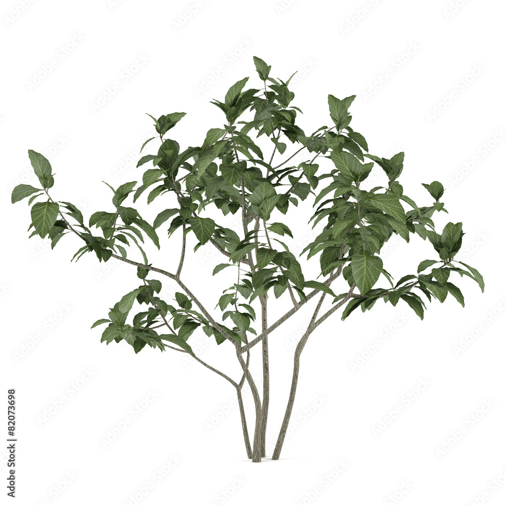 Exotic plant tree isolated Exotic plant tree isolated