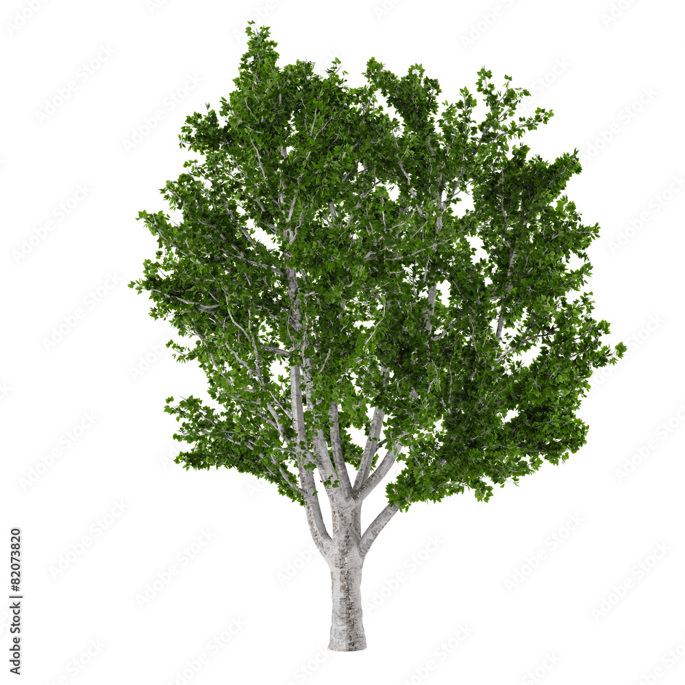 Fototapeta premium Tree isolated.