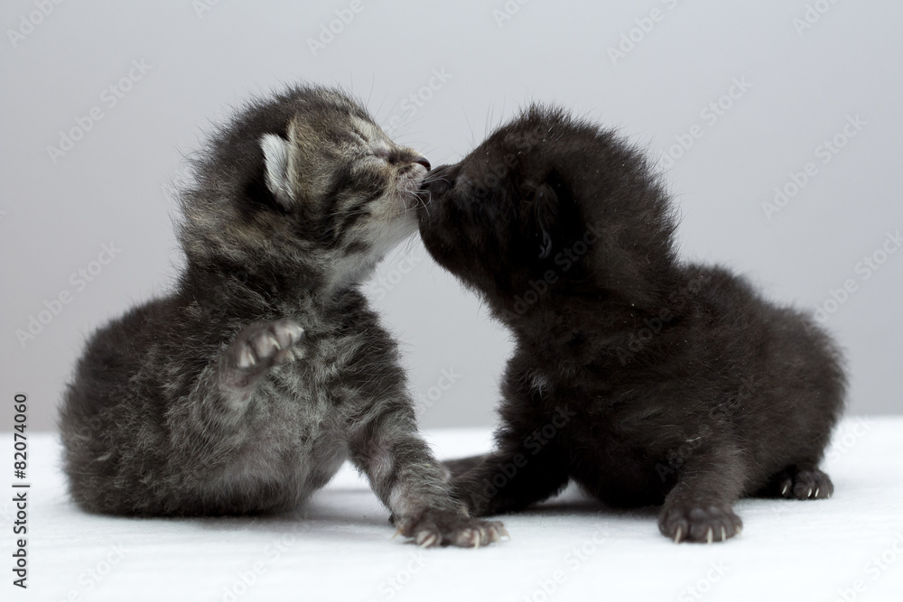 Obraz premium 2 small kittens