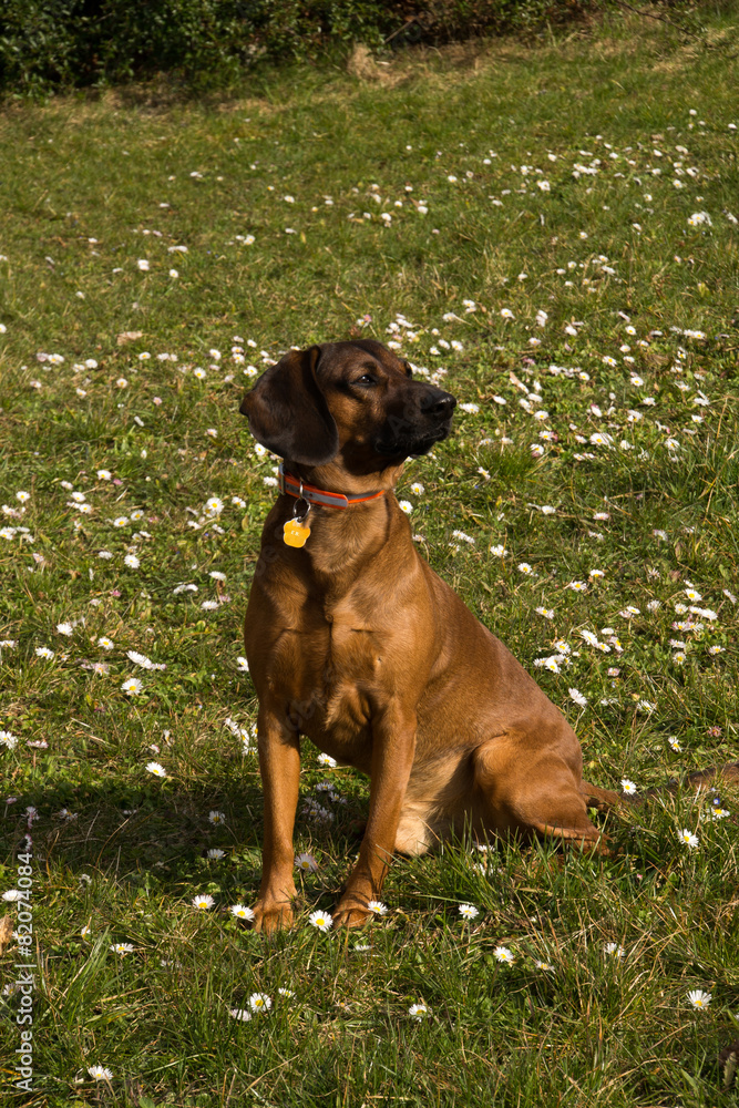 Bayrischer Gebirgsschweisshund auf dem Rasen Bayrischer Gebirgsschweisshund auf dem Rasen