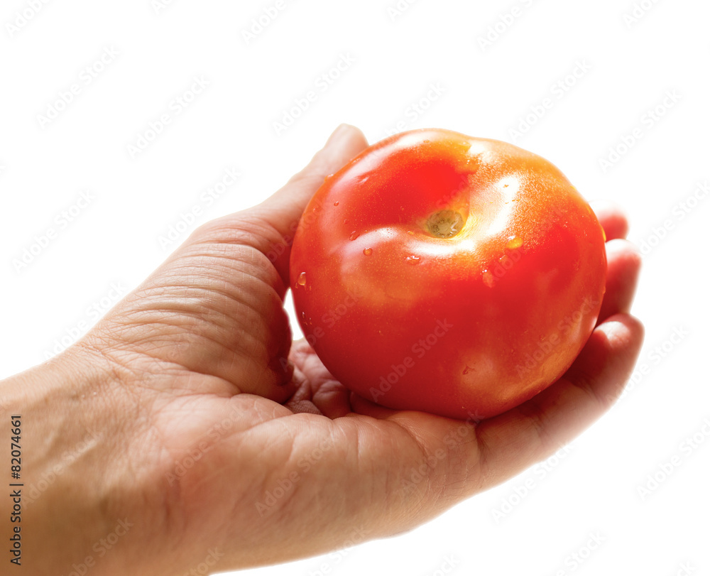 big red tomato in a hand, isolated big red tomato in a hand, isolated