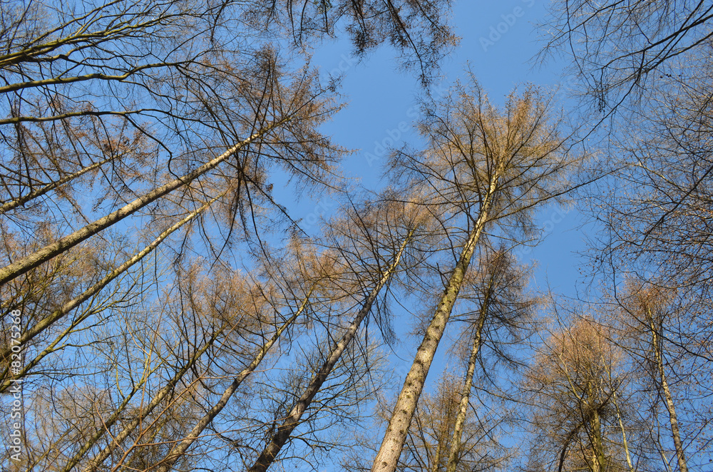 Larch trees against blue sky, Hallerbos Larch trees against blue sky, Hallerbos