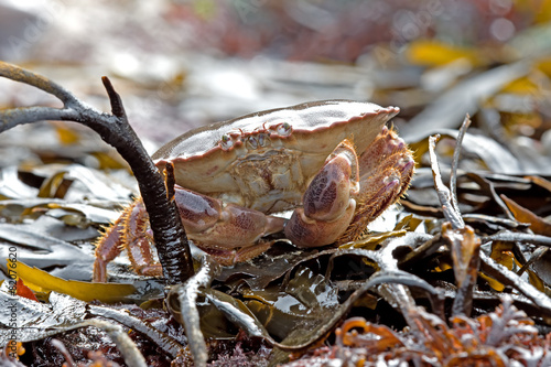 Brown Crab (Cancer Pagarus) photo