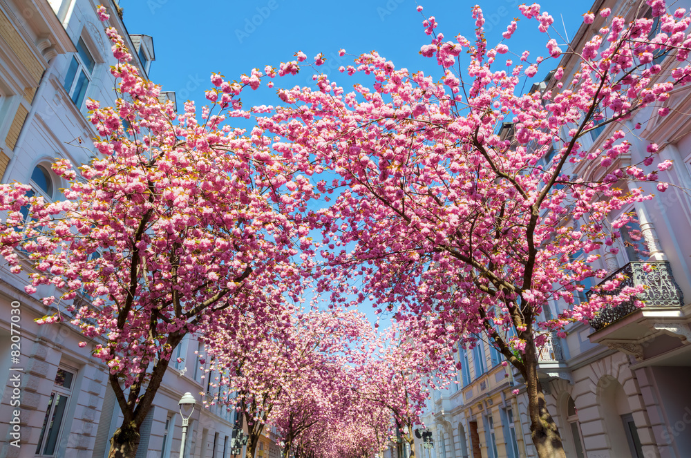 Obraz premium Straße mit Kirschblüte in der Bonner Altstadt