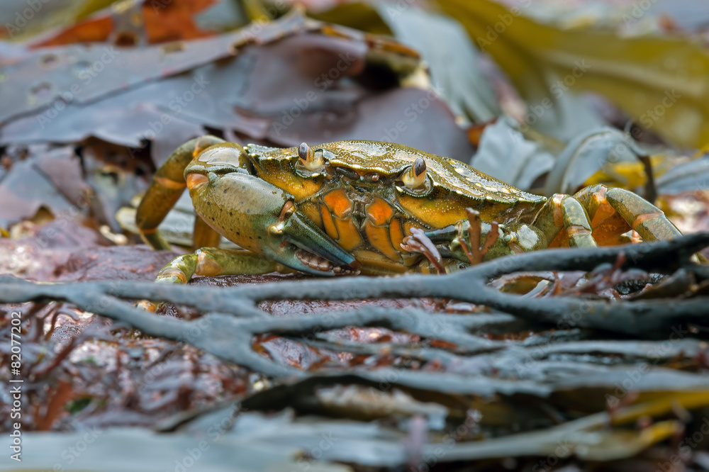 Green Shore Crab (carcinus maenus)