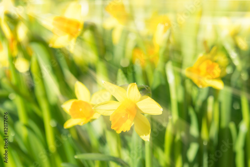 Fototapeta Naklejka Na Ścianę i Meble -  Spring blossom narcissus daffodils yellow sunlit flowers with su