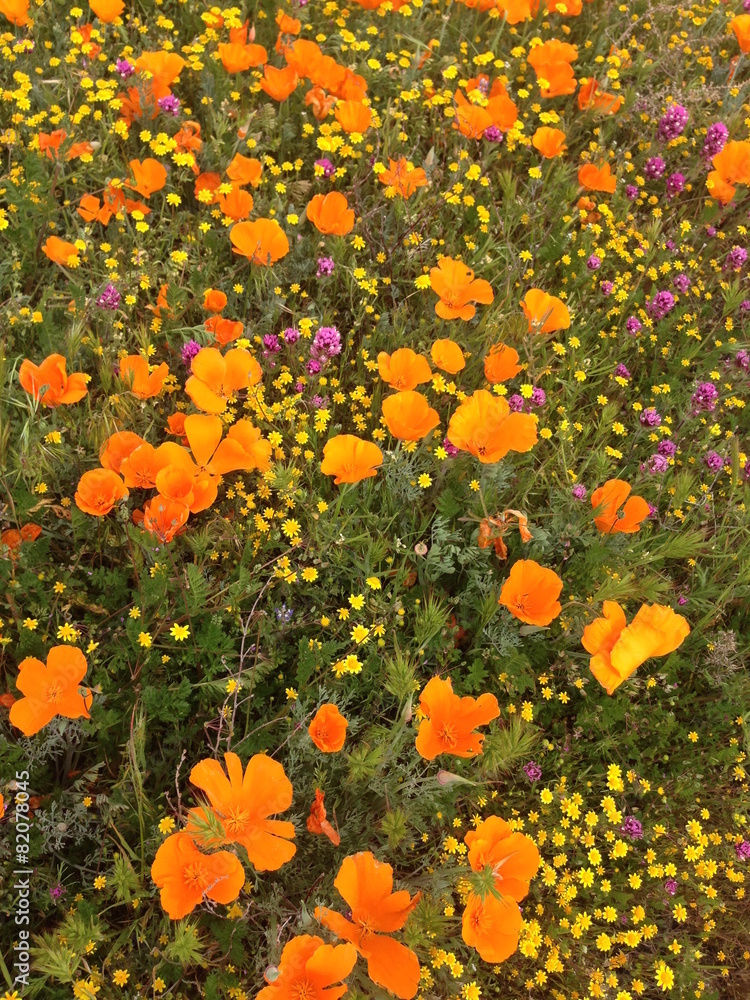カリフォルニアポピーの花畑　アンテロープバレー