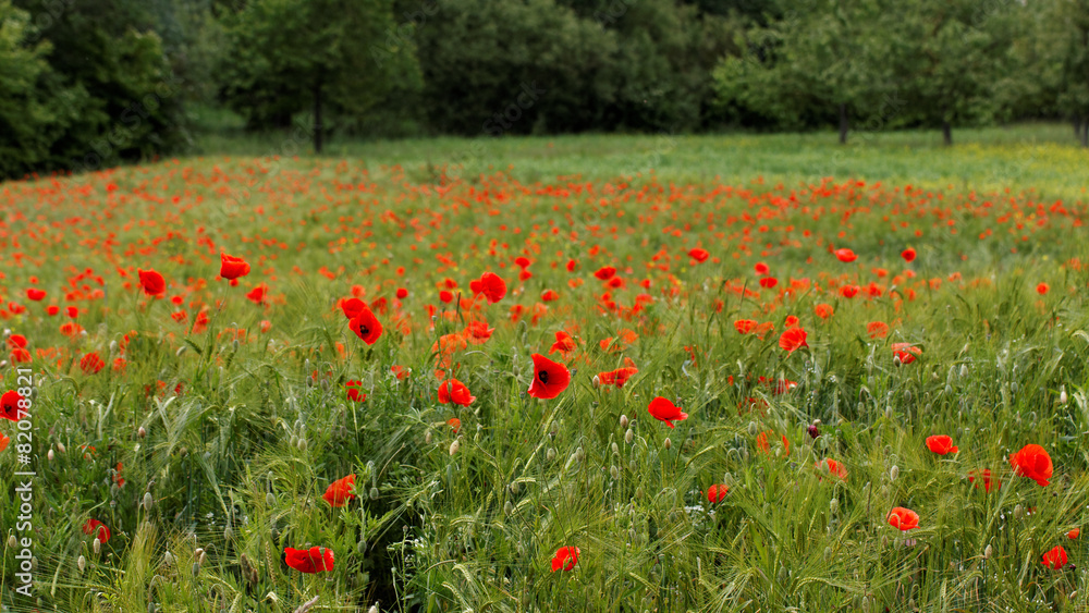 Obraz premium Getreidefeld mit Mohnblumen