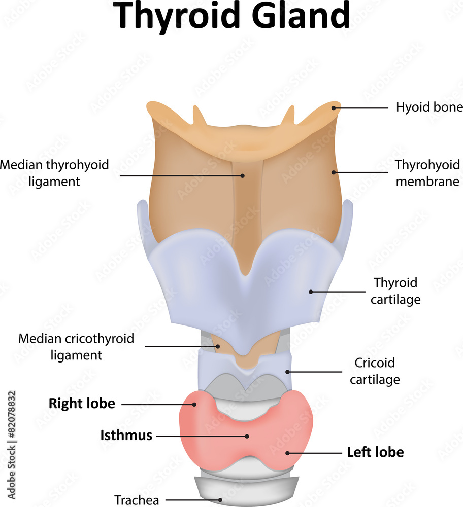 Thyroid Gland Labelled Diagram Stock Vector | Adobe Stock