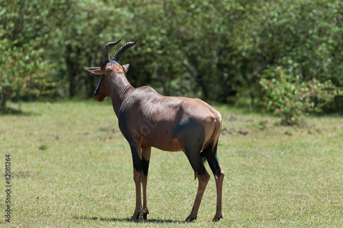 topi antelope © Herbert