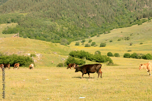 A Cow Standing On The Summer Meadow