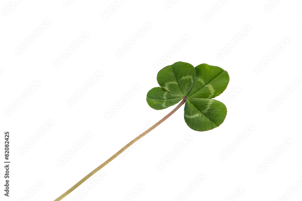 Obraz premium Four-leaf clover on a white background