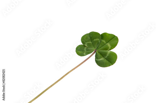 Four-leaf clover on a white background