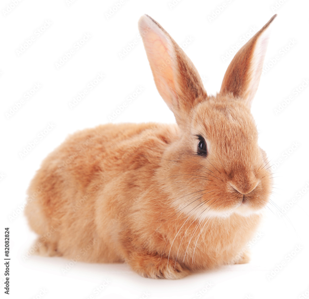 Fototapeta premium Little rabbit isolated on white