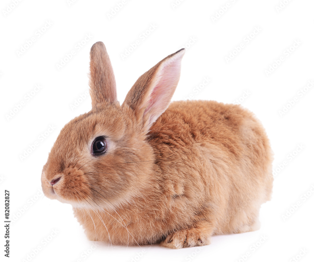 Fototapeta premium Little rabbit isolated on white