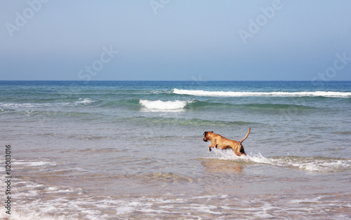 Dog walking on sea beach