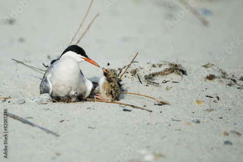 Common Terns