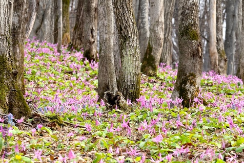 カタクリの花の群生地 photo