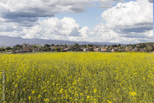 Suburban Wild Mustard Meado...