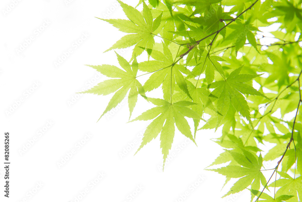 新緑の葉っぱ(もみじ) 新緑の葉っぱ(もみじ)