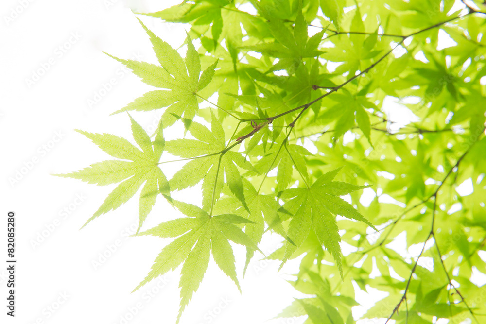 新緑の葉っぱ（もみじ）