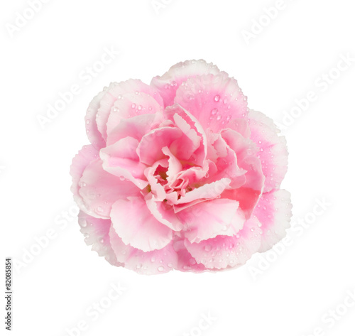 Pink carnation isolate on white with work path