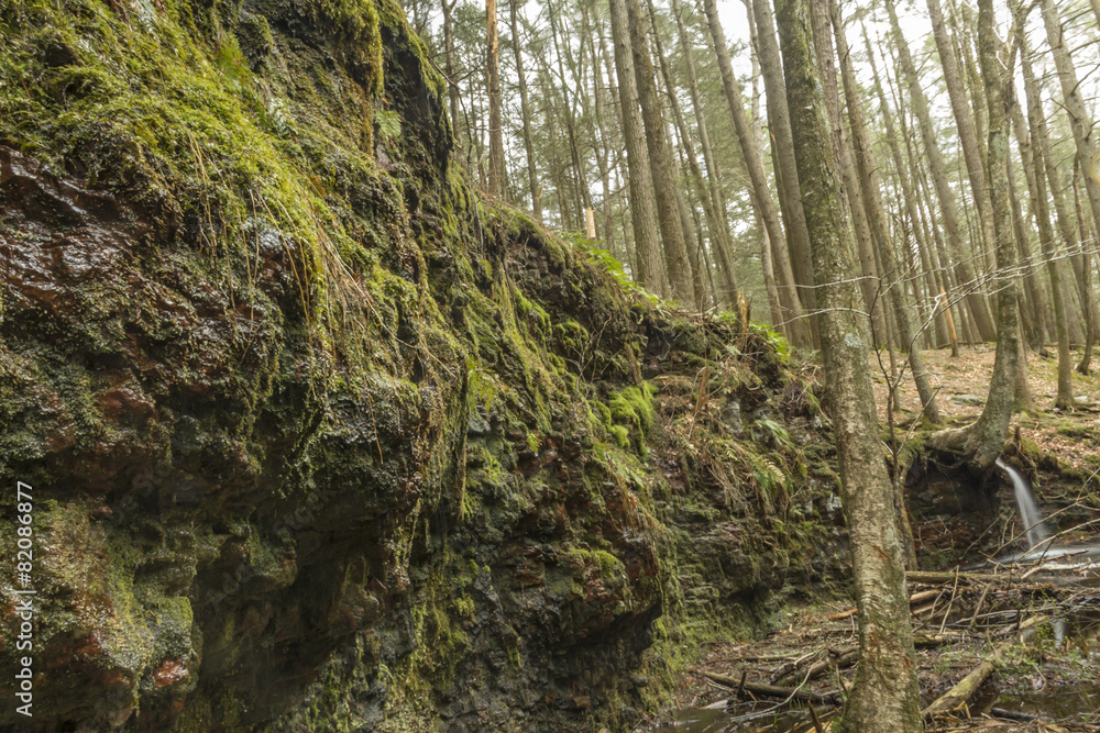 Mossy Wet Cliff