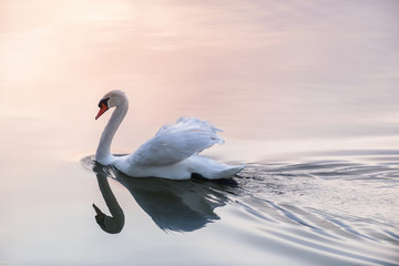 Acrylglasbilder Schwan Schwan im goldenen Sonnenuntergang  © Elenathewise
