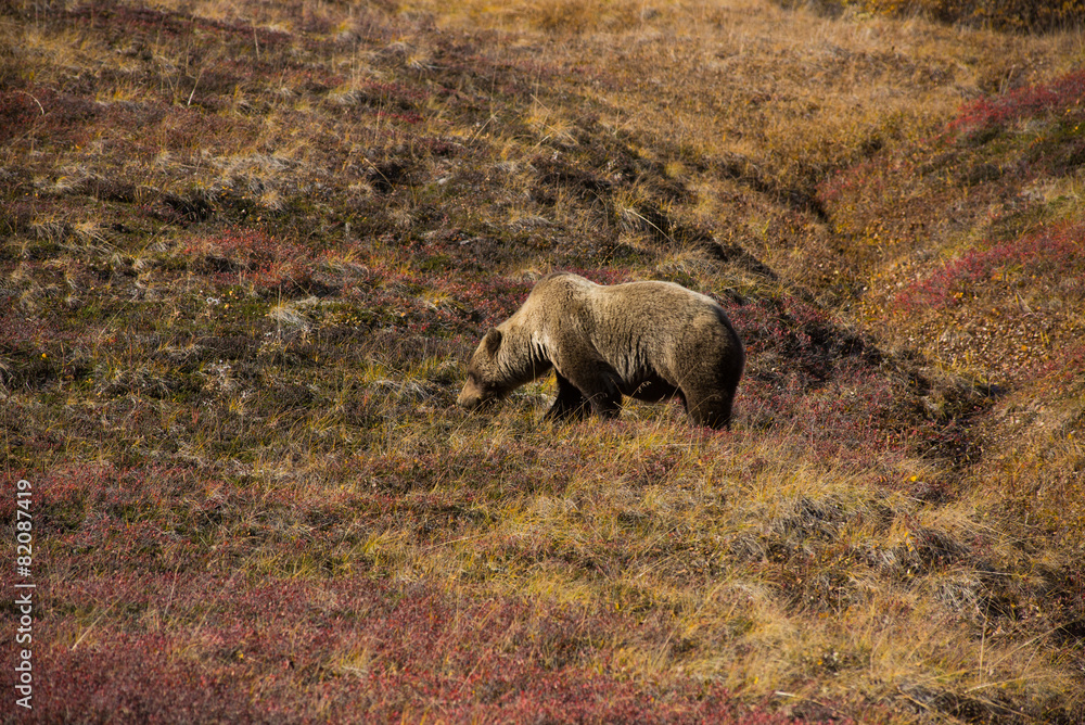 Fototapeta premium Park Narodowy Denali Niedźwiedzia Grizzly