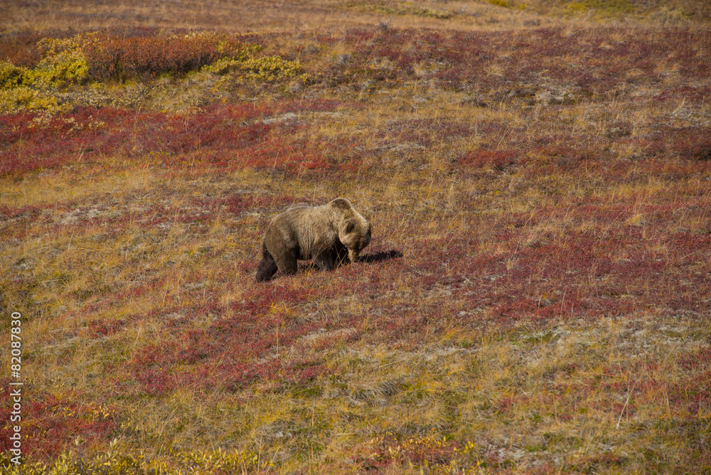 Fototapeta premium Grizzly bear denali national park