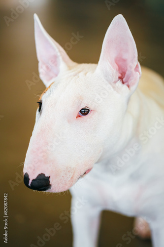 Close Up Pet White Bullterrier Dog © Grigory Bruev