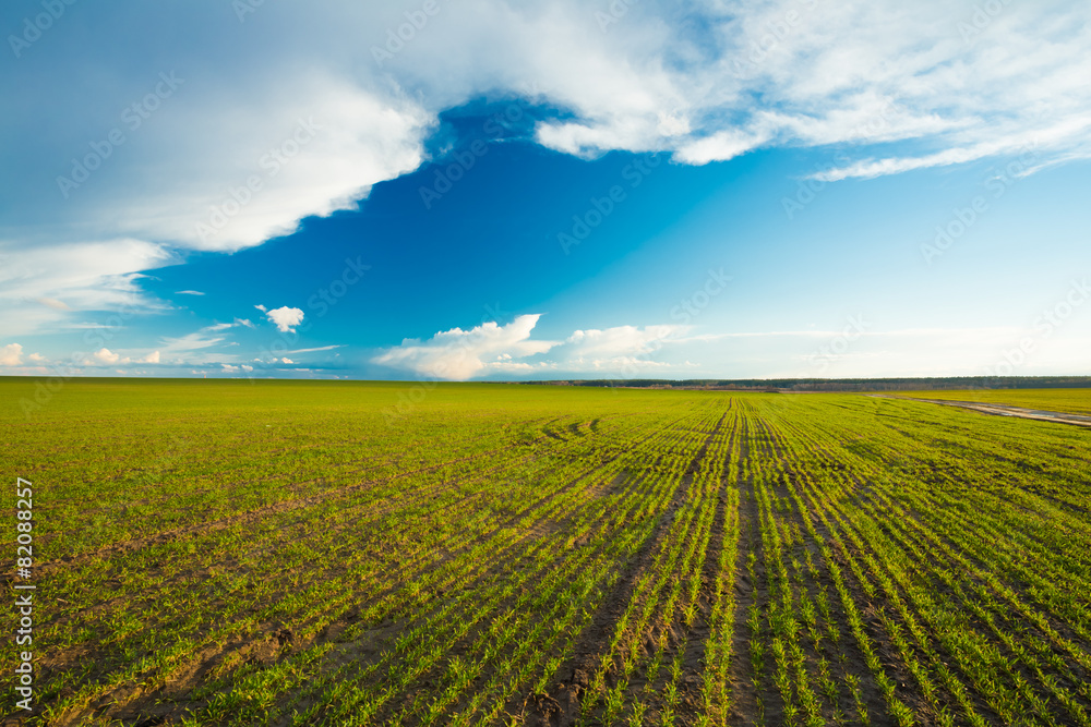Green Barley Field, Early Spring. Agricultural Background. Green Barley Field, Early Spring. Agricultural Background.