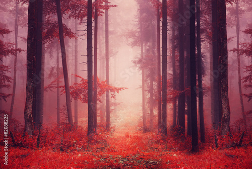 Red colored foggy forest path