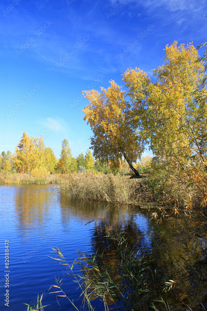Autumn landscape - gold birches near pond
