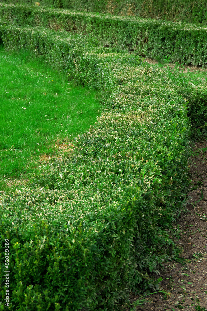 Hedge in park