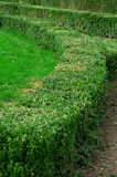 Hedge in park