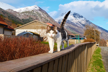 Fototapete Skandinavien norwegian cat  © Santi