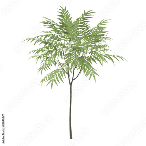 Young plant tree