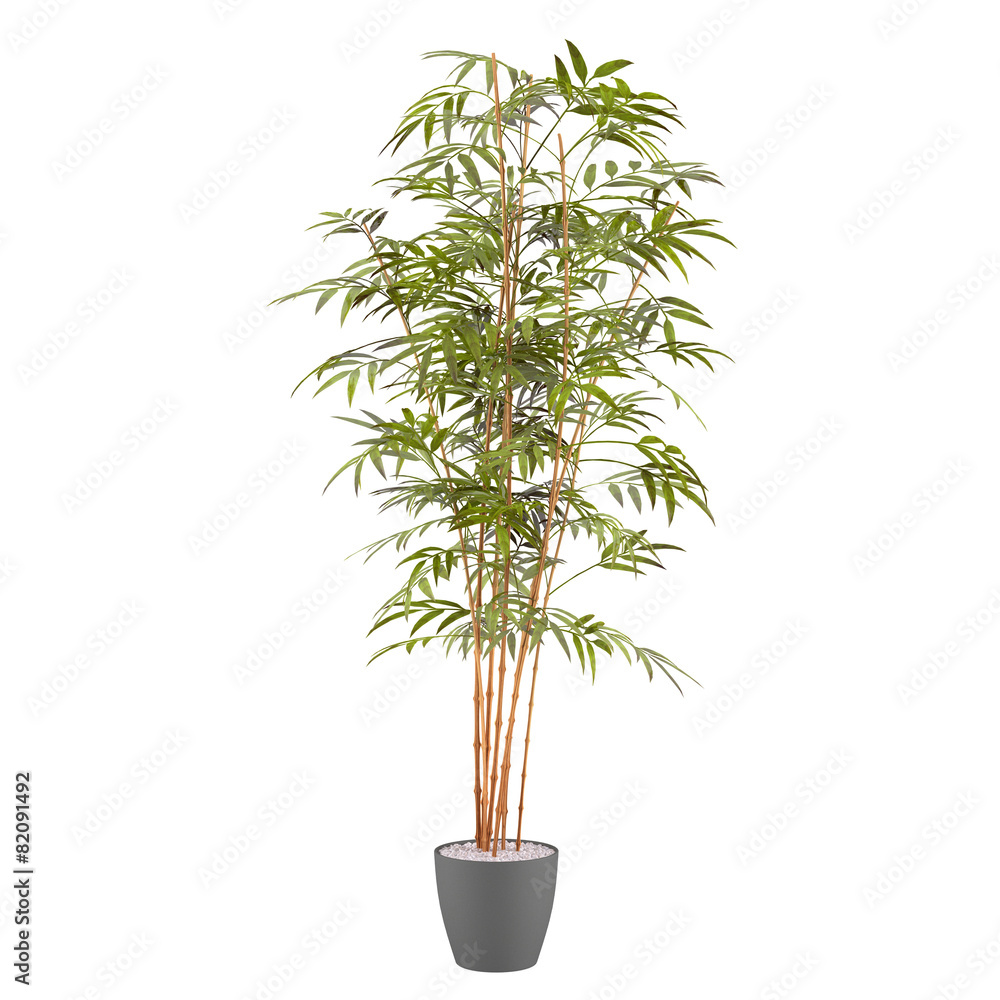 Obraz premium bamboo plant in the pot