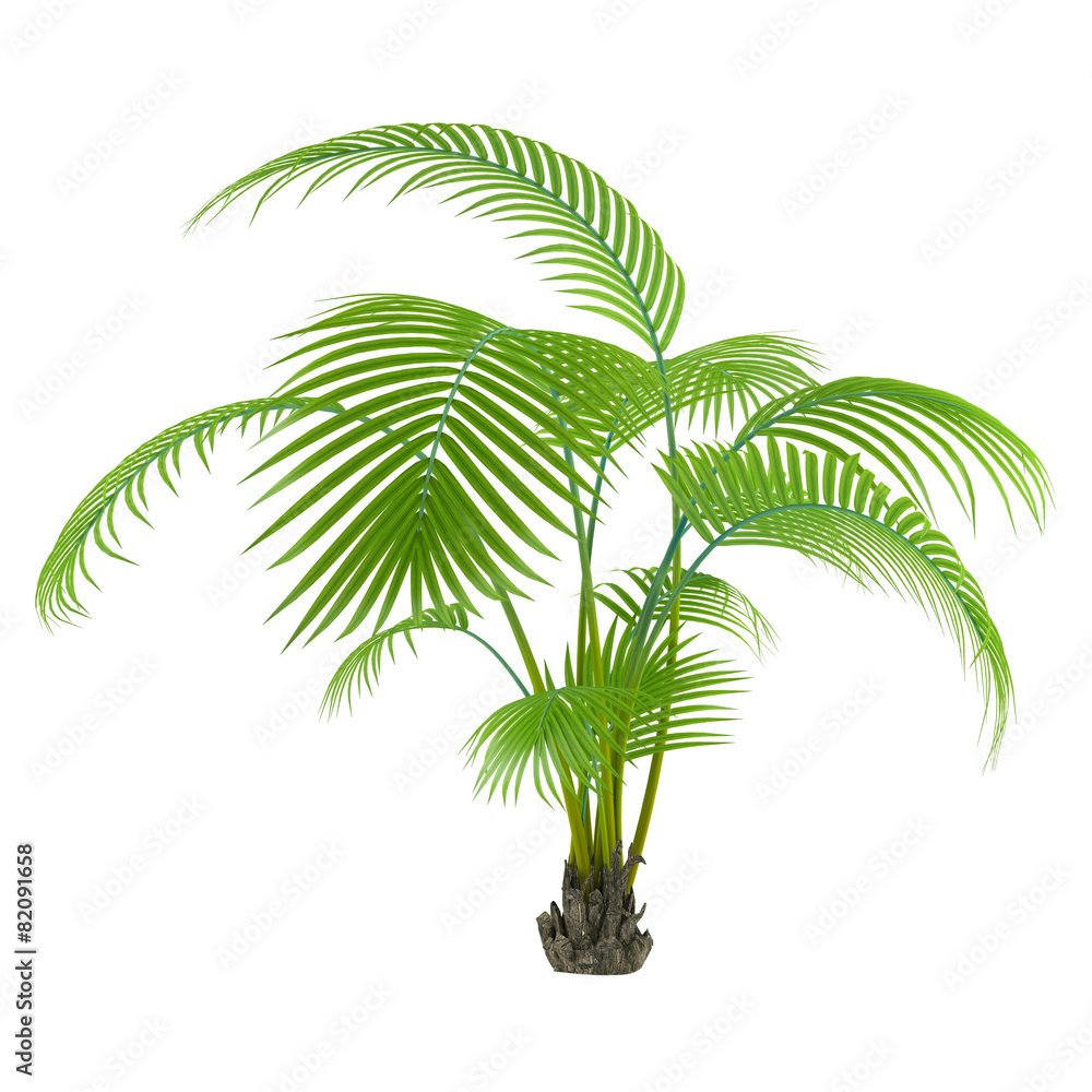 Obraz premium Palm plant tree
